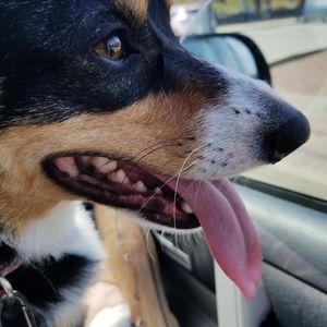 Meet your Posher, Peter